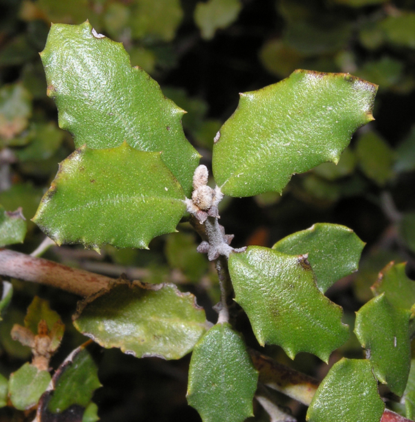 Scrub Oak | City of Glendale, CA