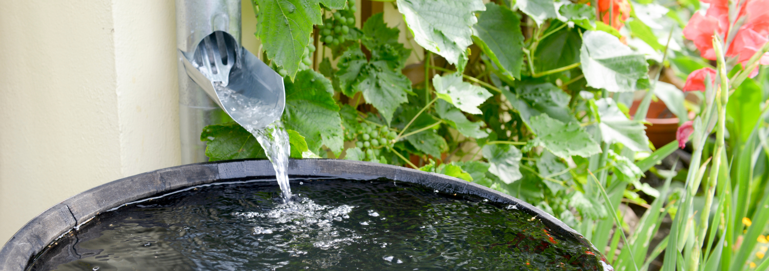 Rain Barrel