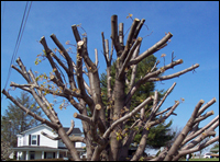 Topping hat racking or lion s tail pruning City of Glendale CA