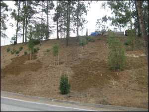 Scholl Canyon Reforestation Project April 2011 #2