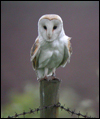 Coast Live Oak BarnOwl_SM