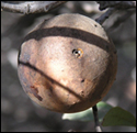 Coast Live Oak brownGall_SM