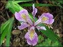 Coast Live Oak Iris_SM