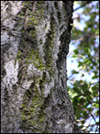 Coast Live Oak LichenOnTrunk_SM