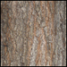 Valley Oak_Bark_SM-2