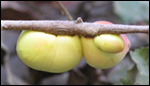 Valley Oak_Galls_SM