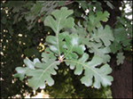 Valley Oak_Leaves_SM