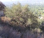 Scrub Oak | City of Glendale, CA